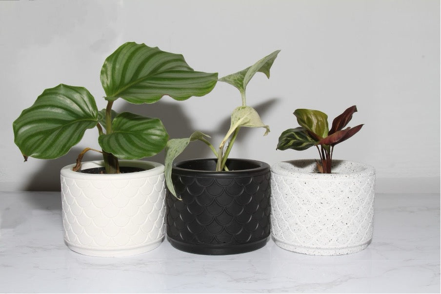 Amarilys - Grey Granite