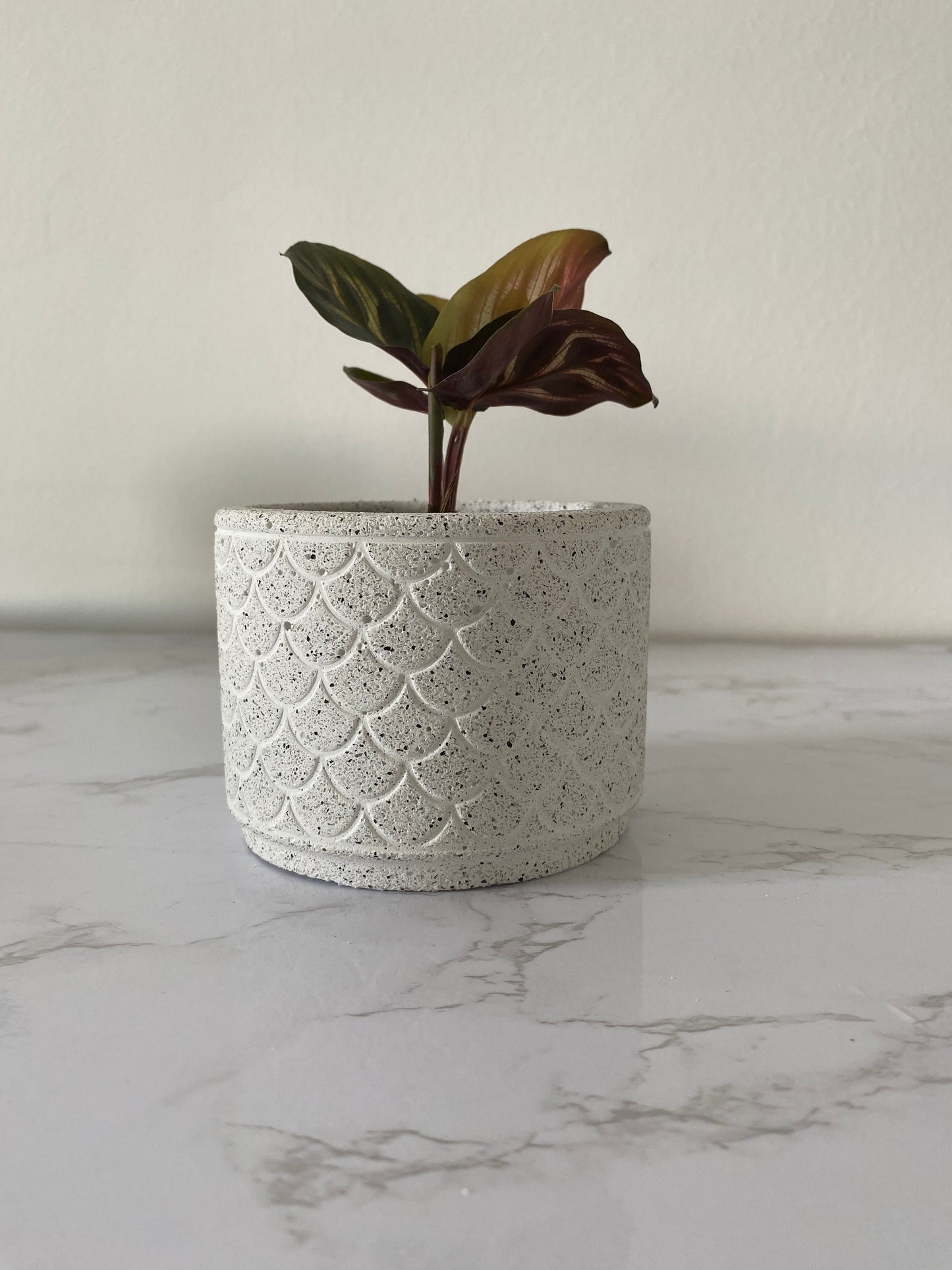 Amarilys - Grey Granite